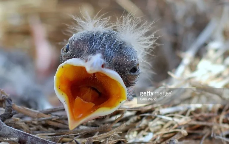 what do baby birds eat