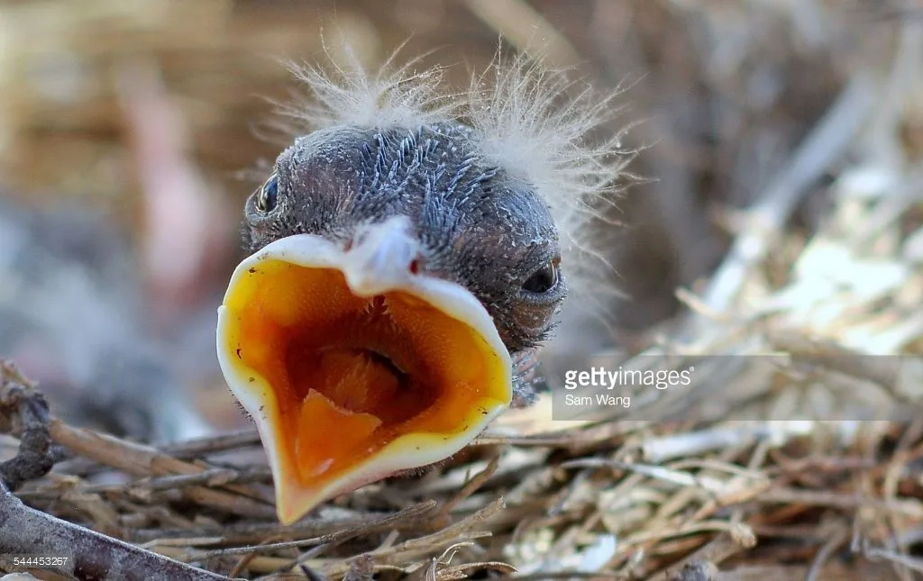 what do baby birds eat
