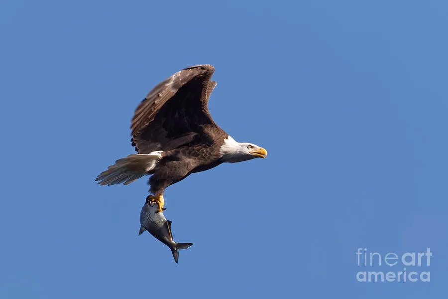 what do bald eagles eat
