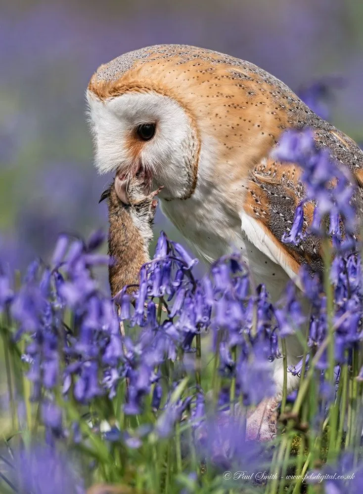 what do barn owls eat