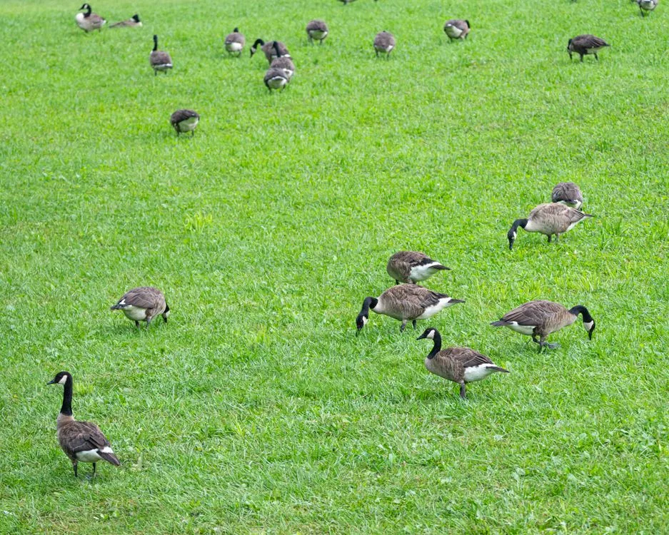 what do Canada geese eat