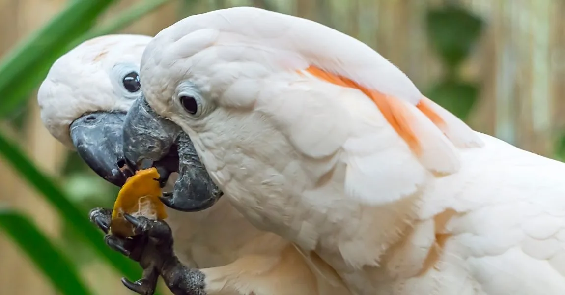 what do cockatoos eat