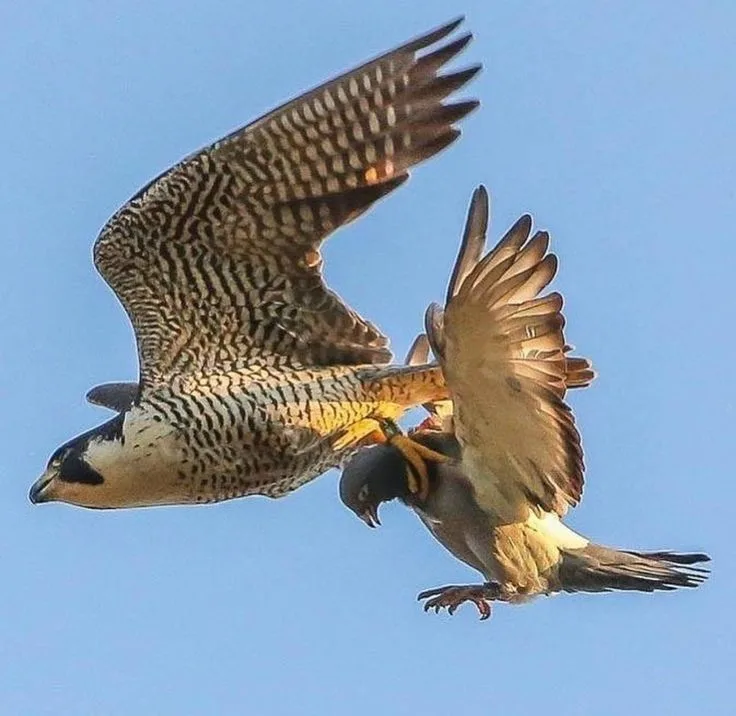 what do falcons eat