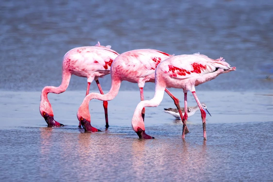 what do flamingos eat