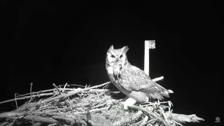 what do owls eat