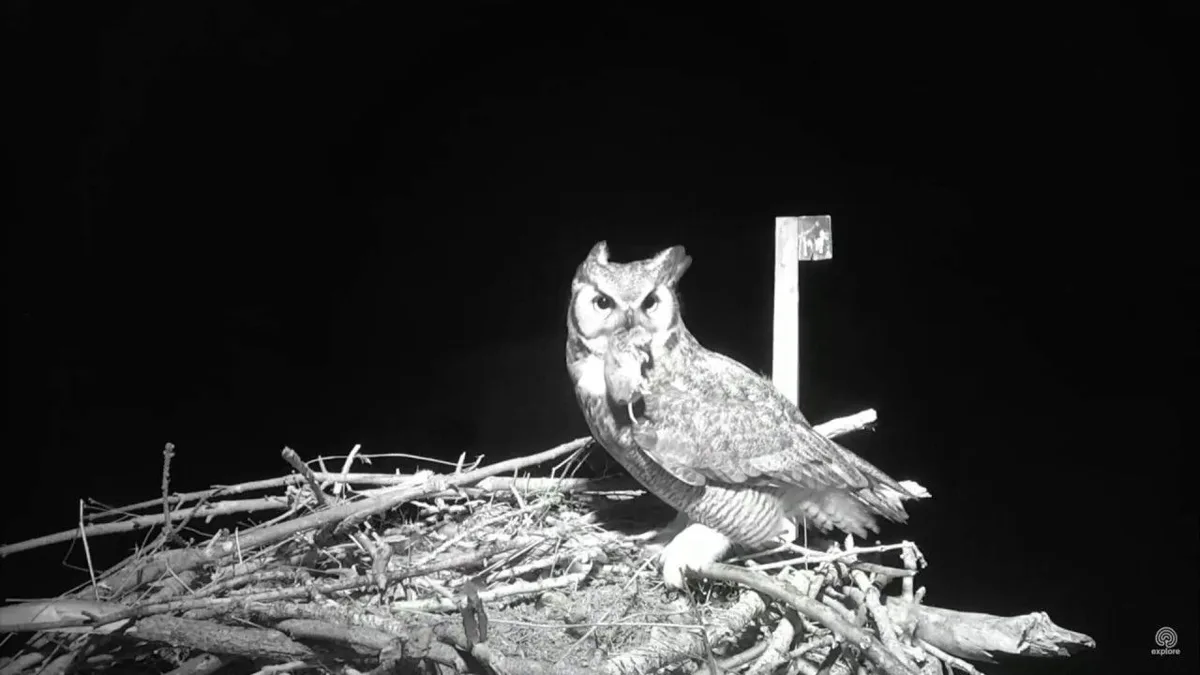 what do owls eat