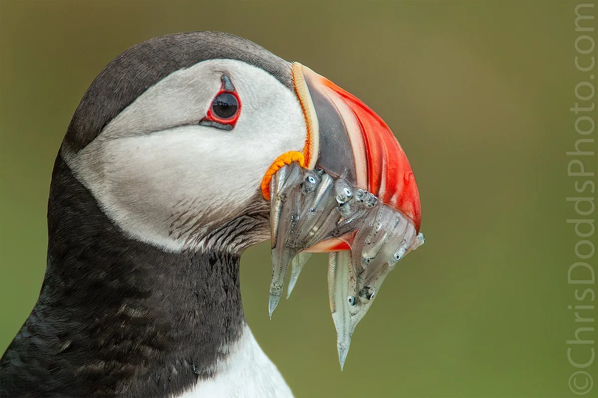 what do puffins eat