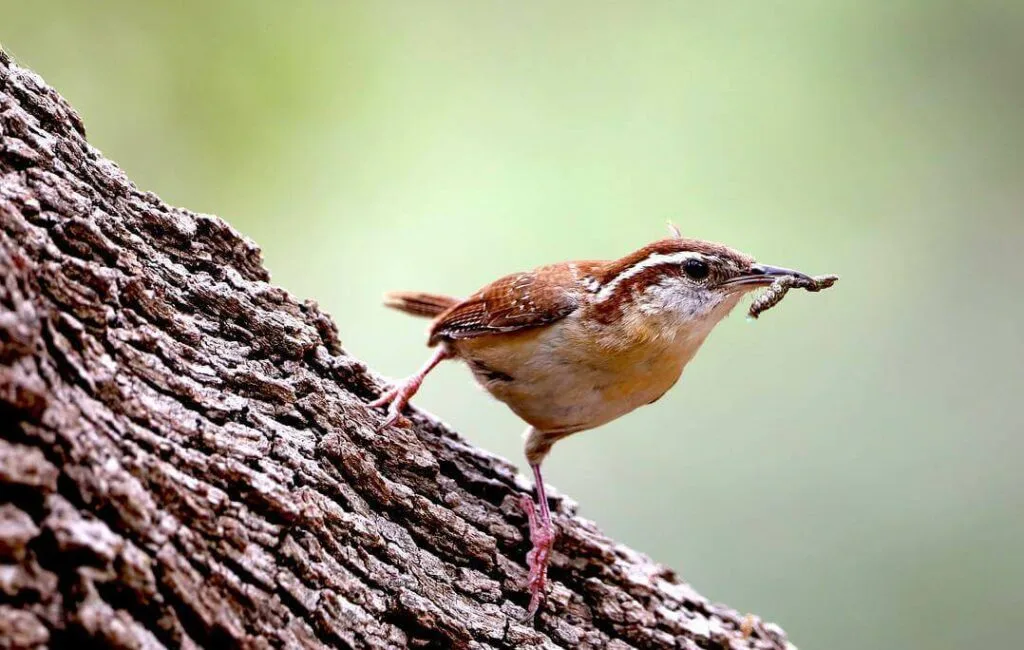 what do wrens eat