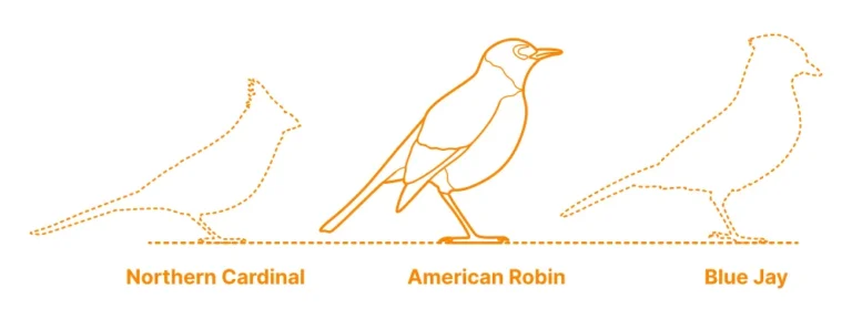 What Drives Robin Migration?