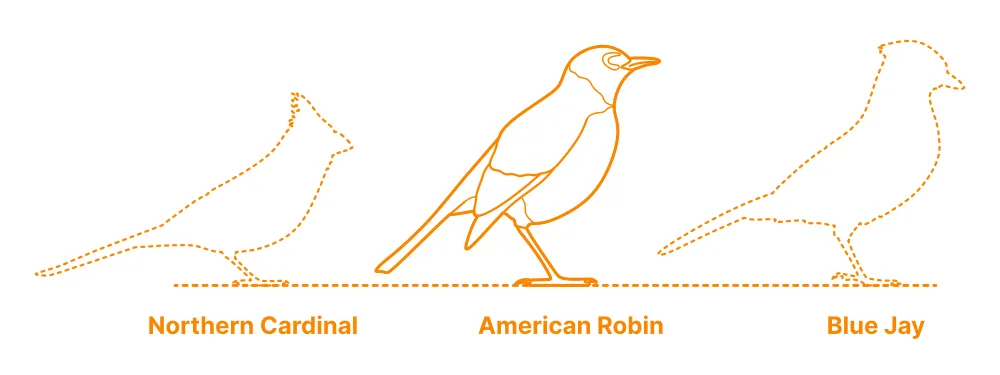 What Drives Robin Migration?