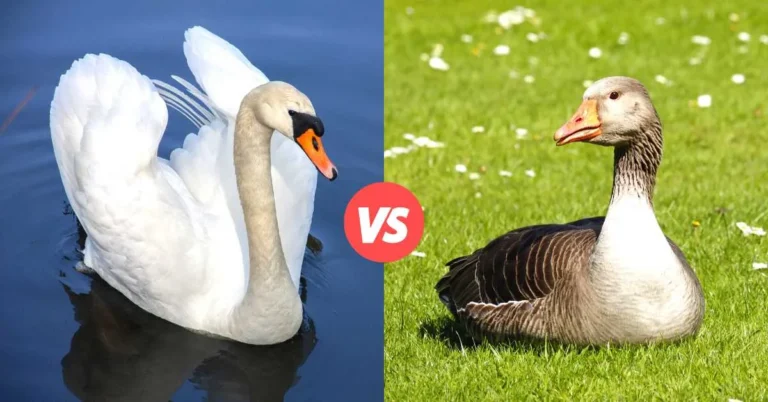 what is the difference between a goose and a swan