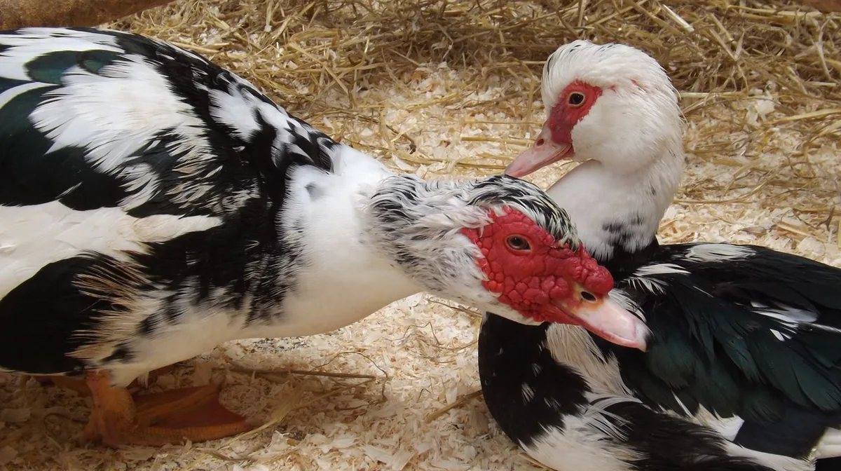 what is the largest duck species
