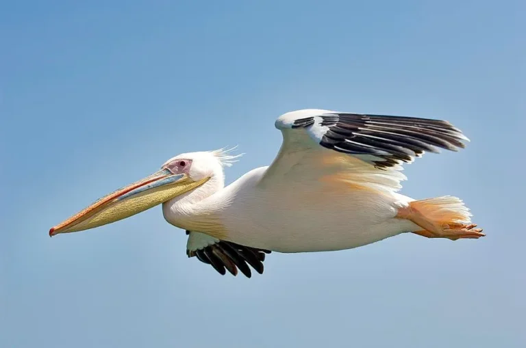 what is the largest water bird