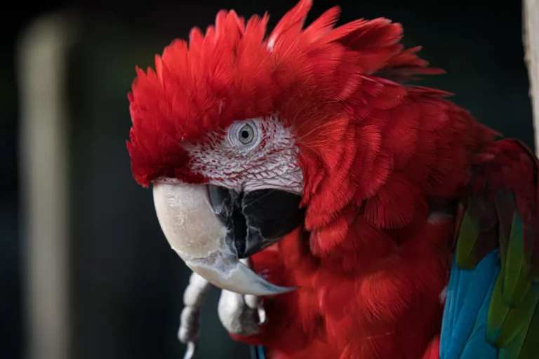 what is the most colorful parrot