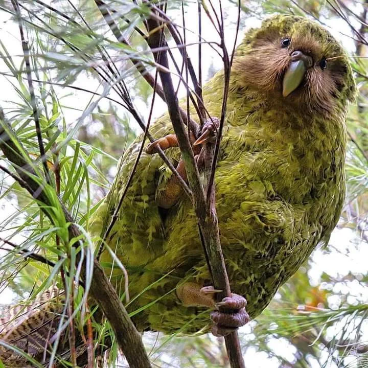 what is the rarest bird in the world