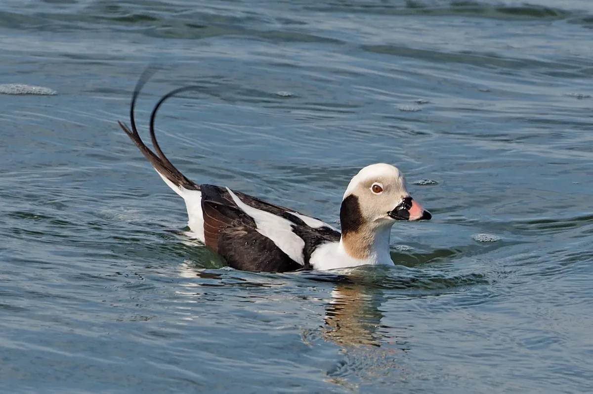 what is the smallest duck species