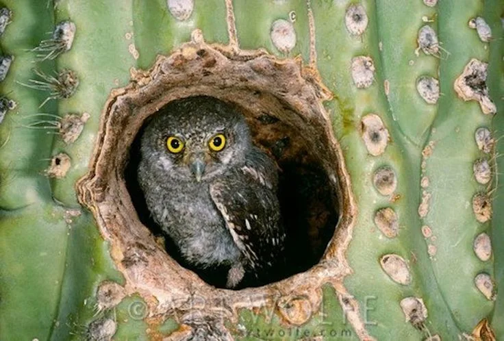 what is the smallest owl species