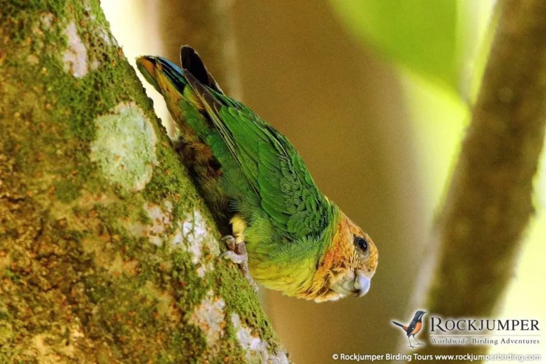 what is the smallest parrot species