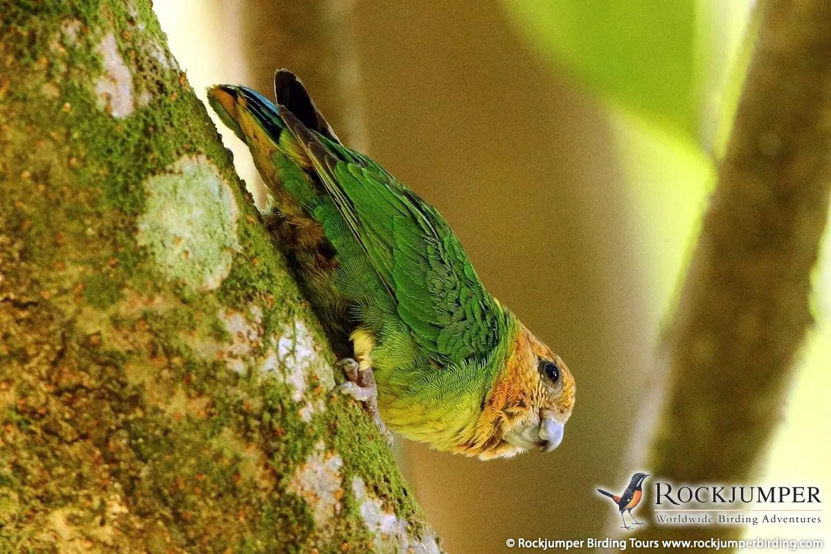 what is the smallest parrot species