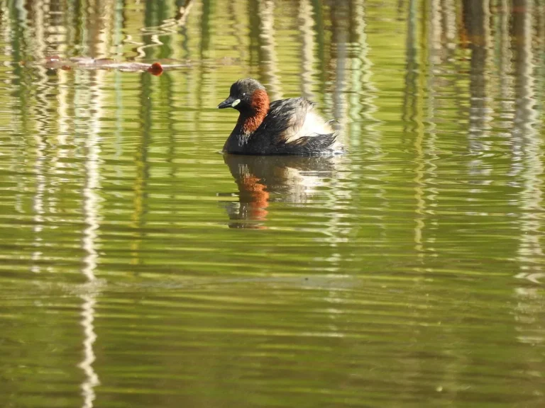 what is the smallest water bird