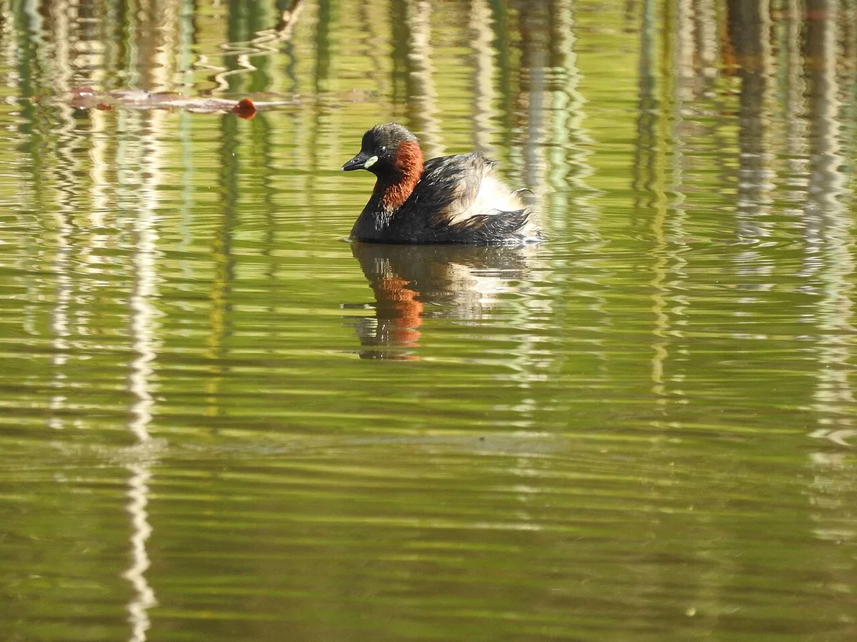 what is the smallest water bird