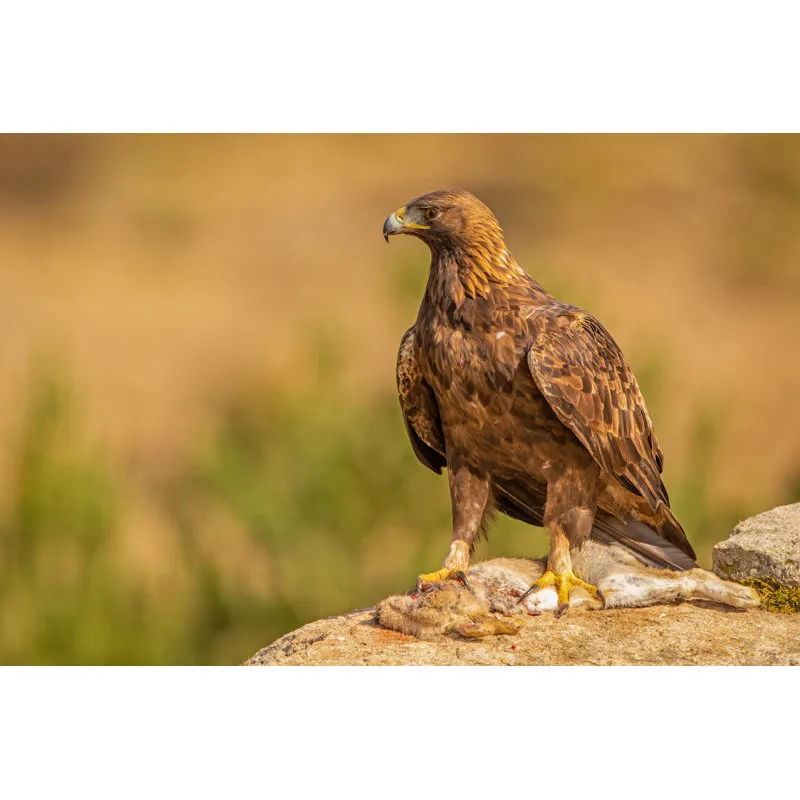 What Prey Can Golden Eagles Realistically Carry?