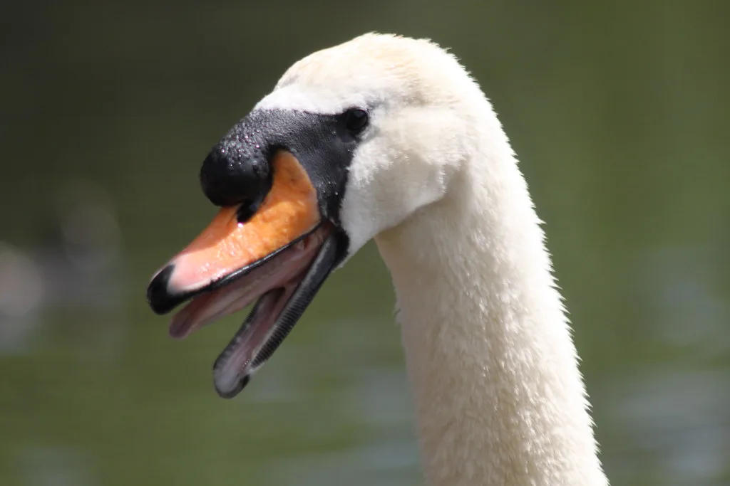 What Sounds Mute Swans Actually Make