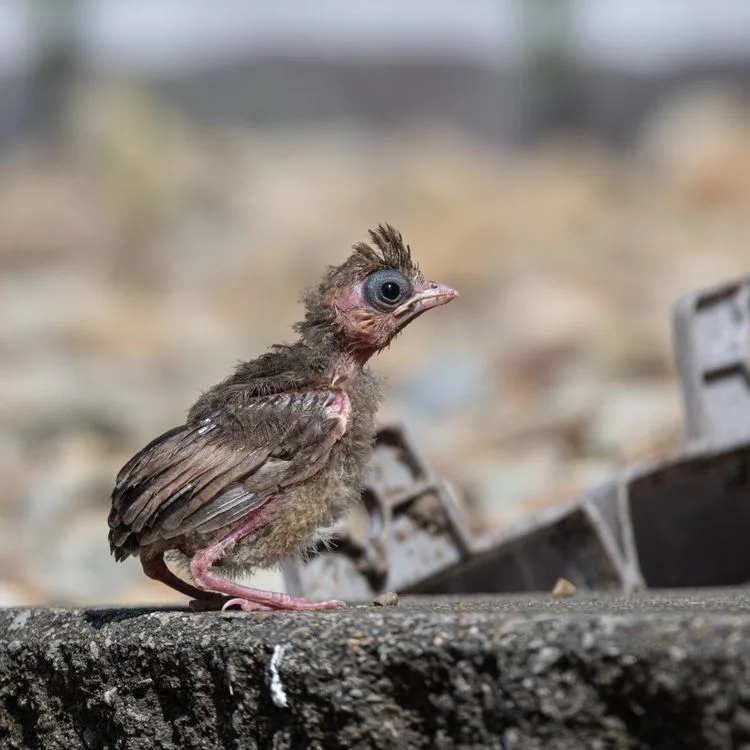 what to do if you find a baby bird
