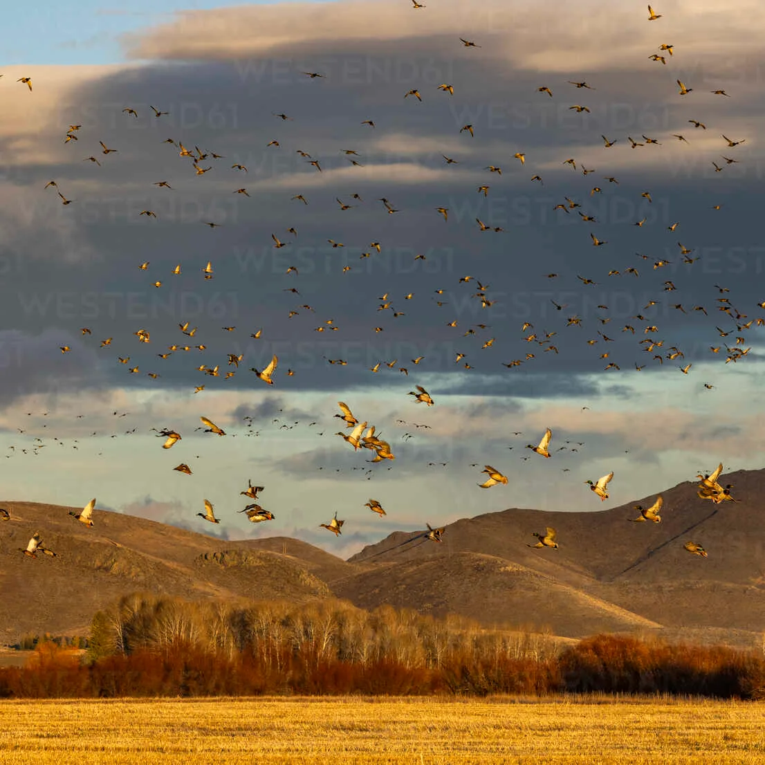 When and Why Mallards Take to the Sky