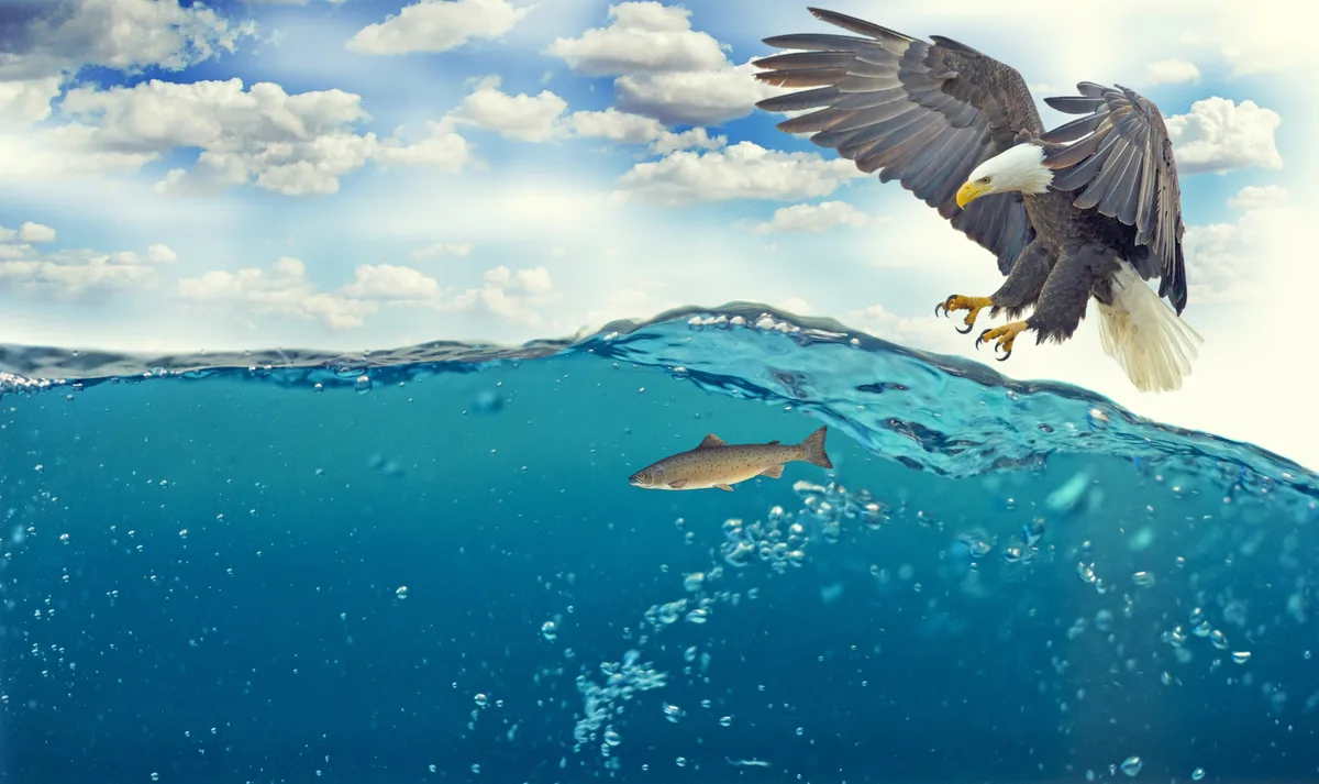 When Do Bald Eagles Take the Plunge?