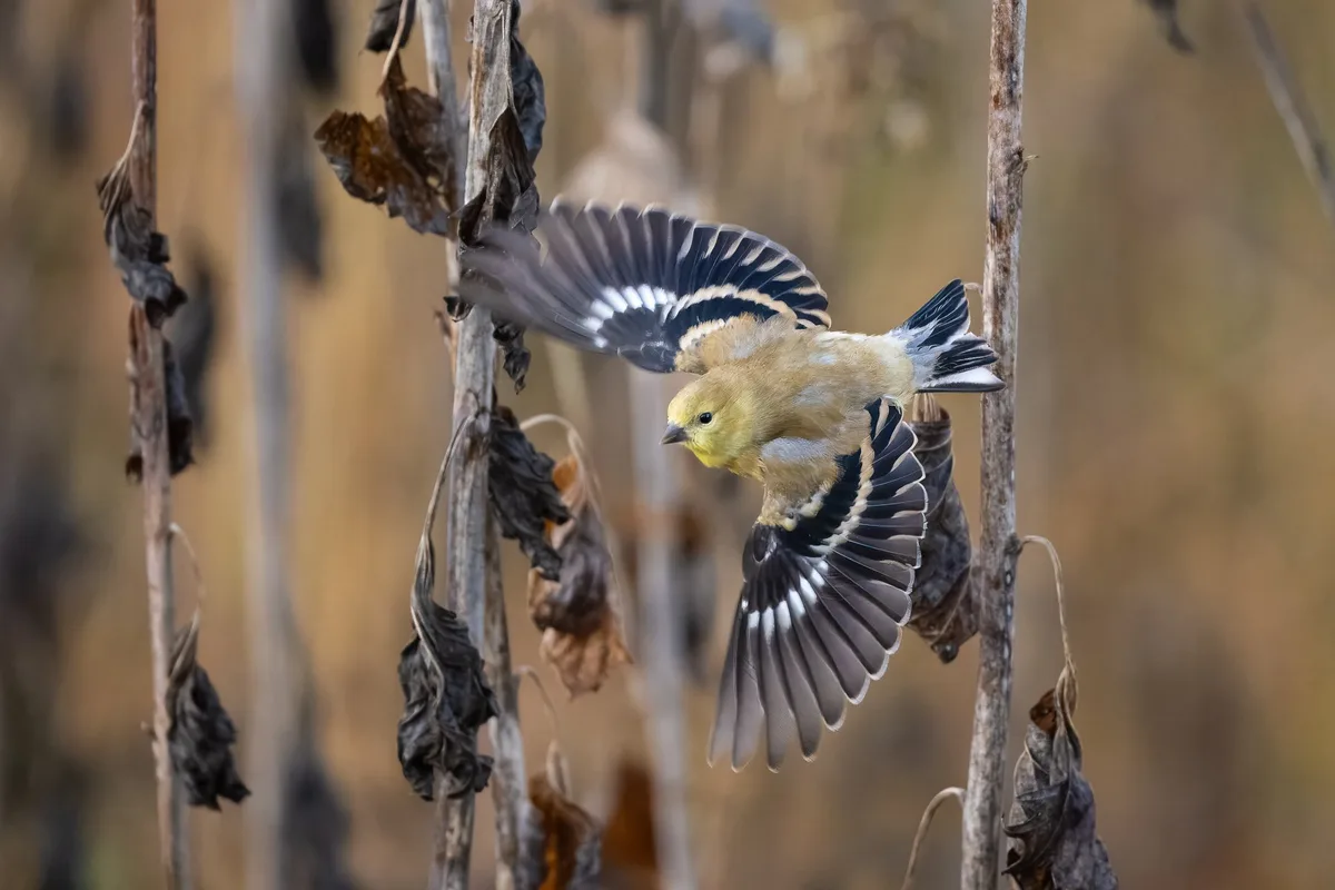 when do goldfinches migrate