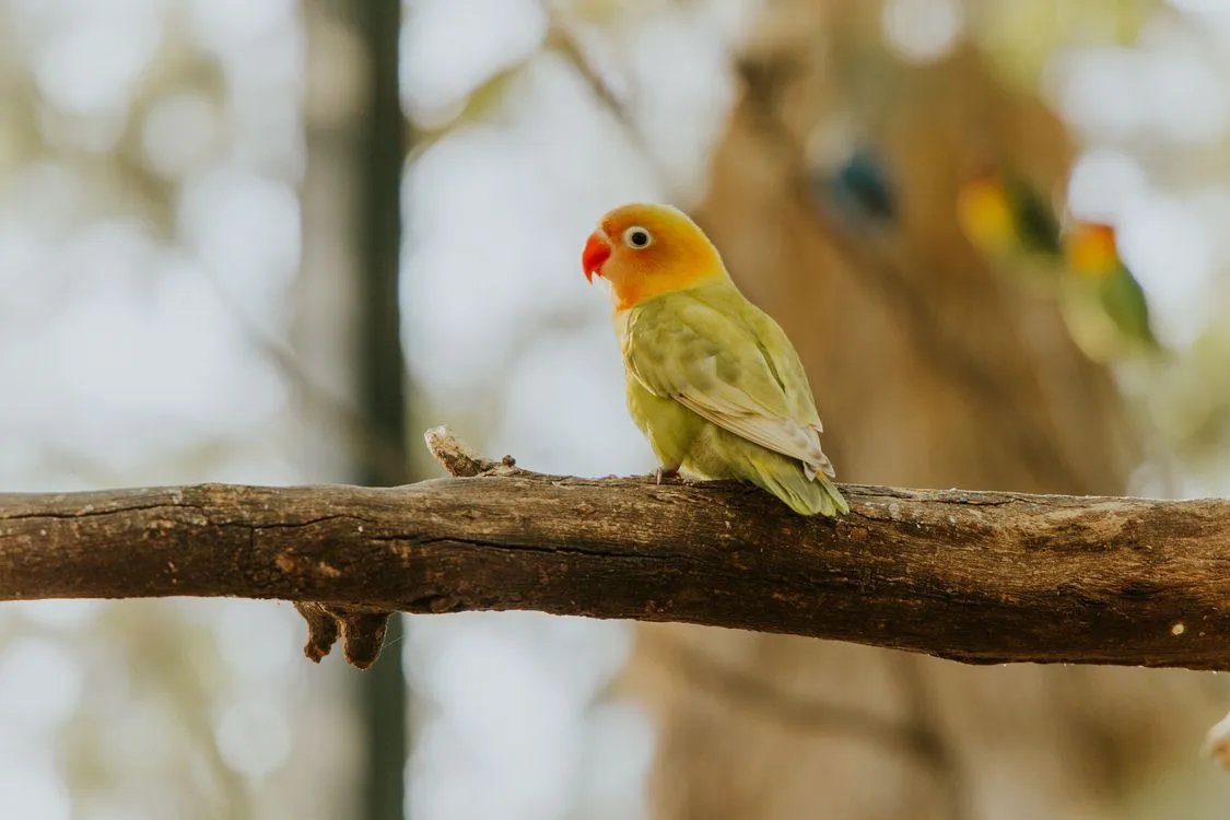 When Lovebirds Aren't Always in Love: Nuances of Behavior