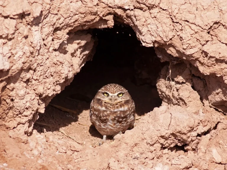 where do burrowing owls live