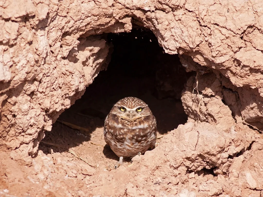 where do burrowing owls live