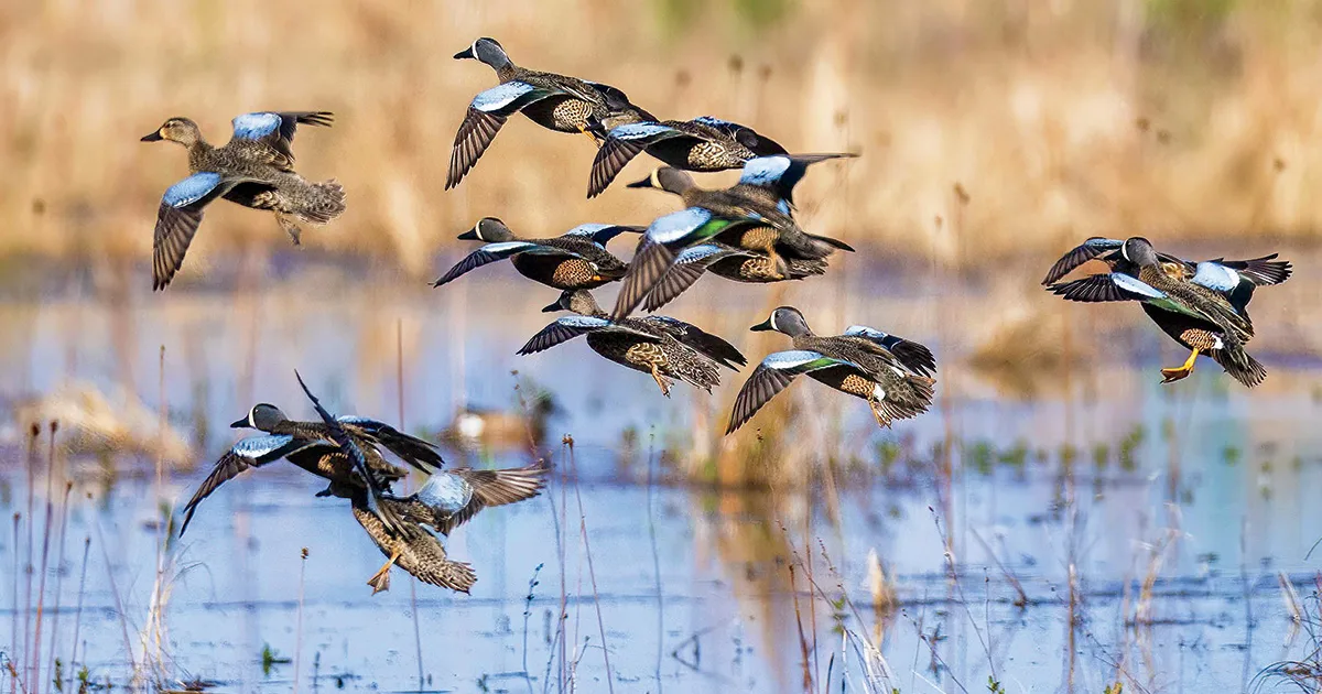 where do ducks go in winter