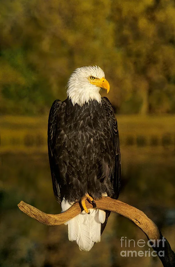 where do eagles live