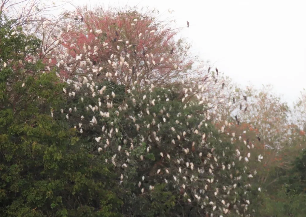 where do egrets sleep