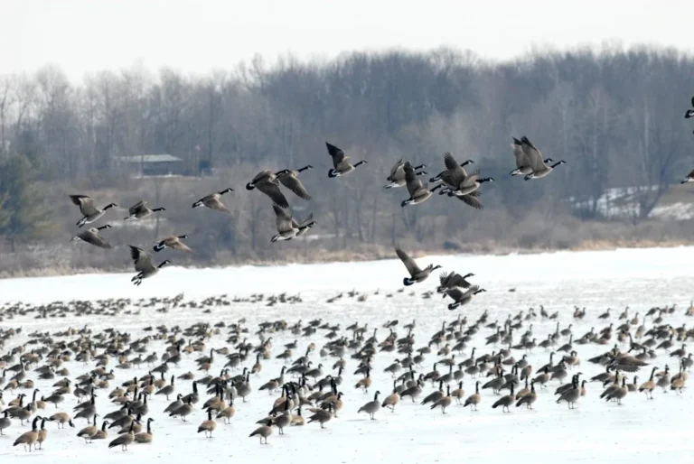 where do geese go during winter