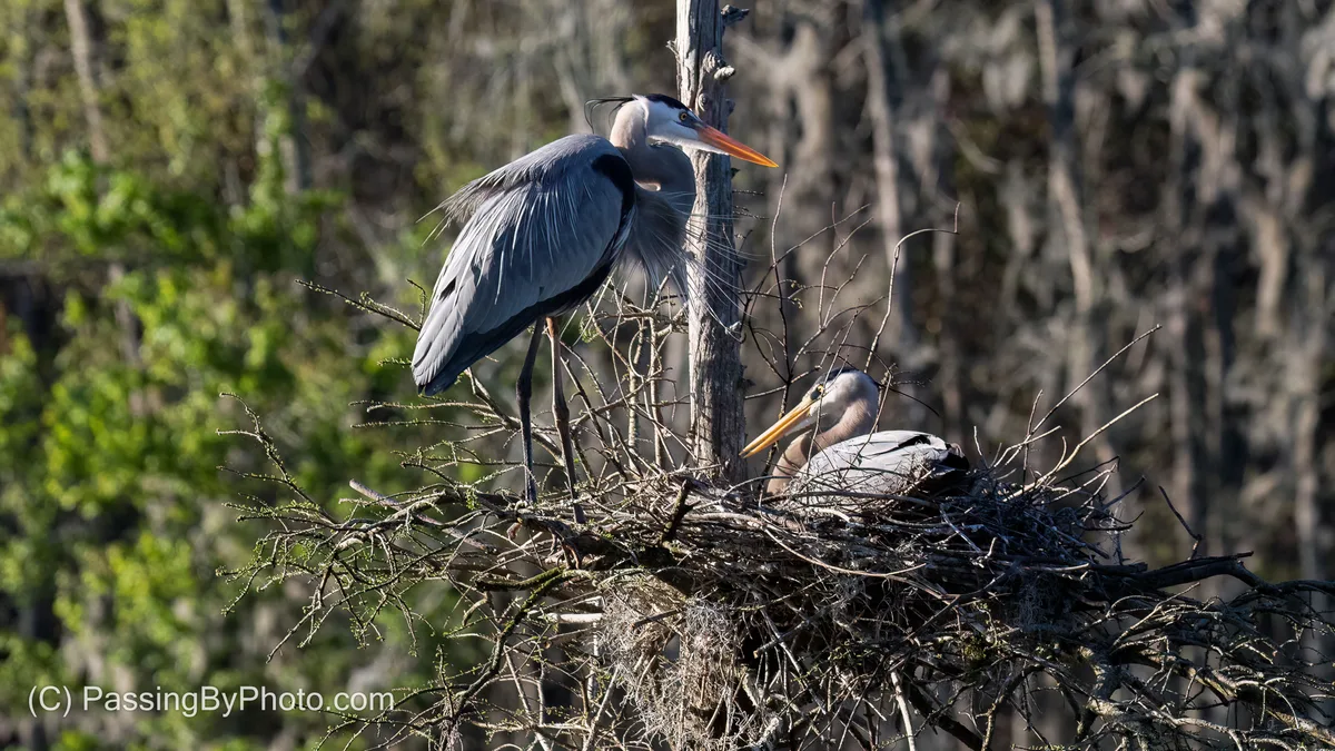 where do great blue herons nest