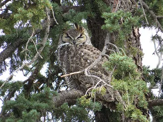 where do owls sleep during the day