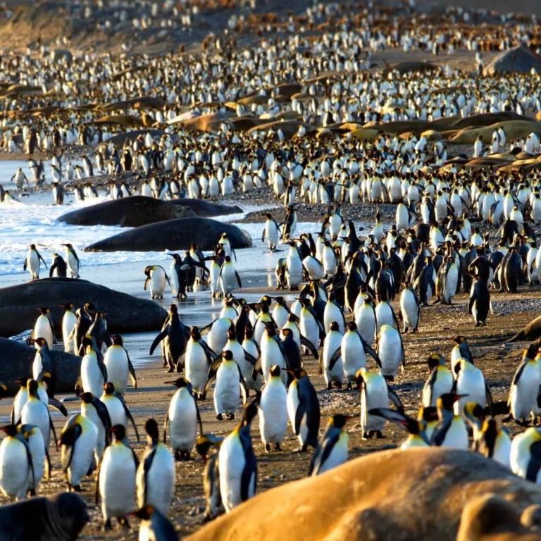 where do penguins live