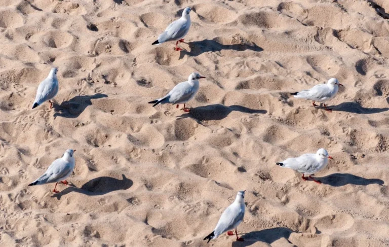 where do seagulls sleep