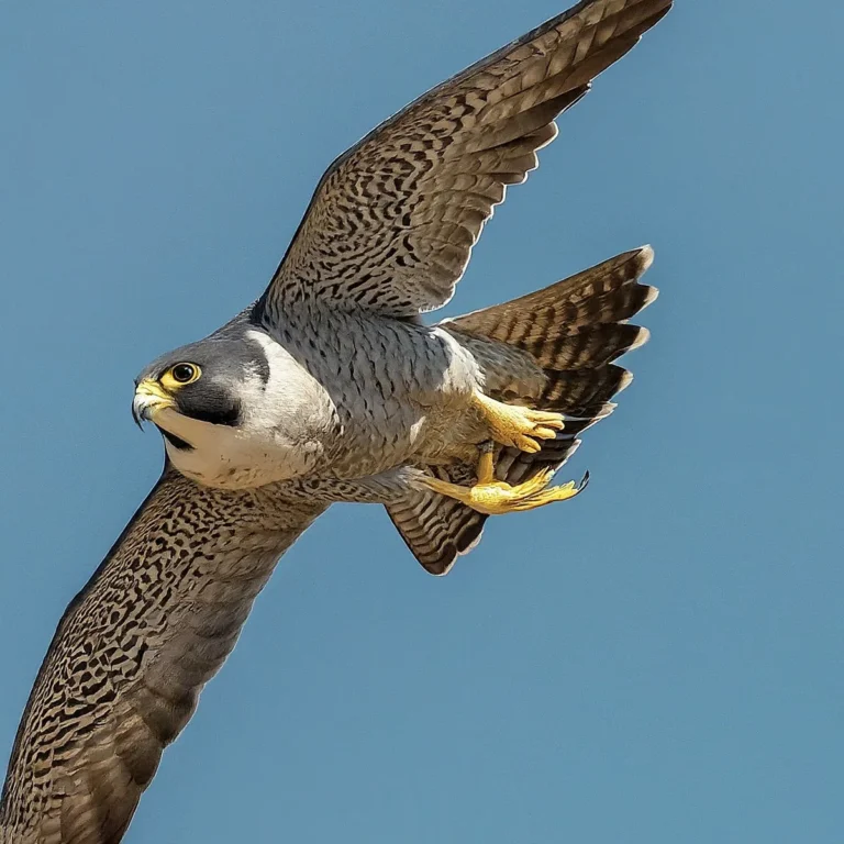 which bird can fly the fastest