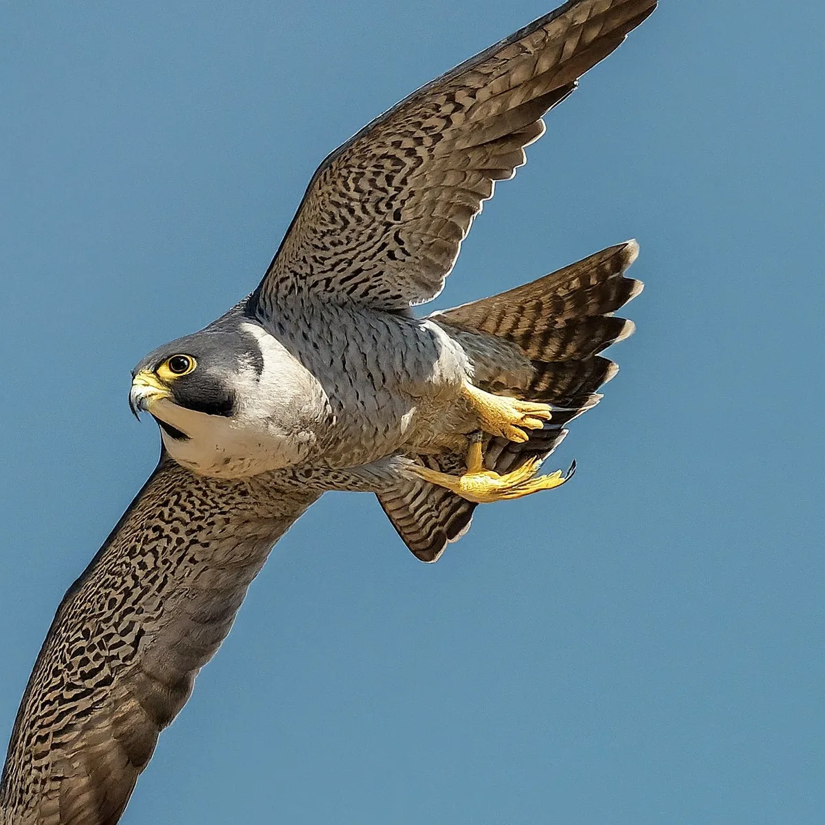 which bird can fly the fastest
