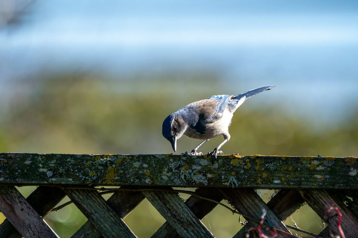 which birds are common in backyards