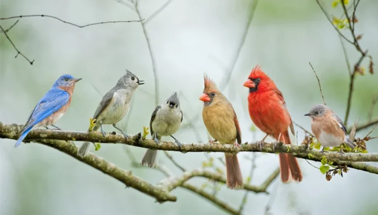 which birds are easiest to identify