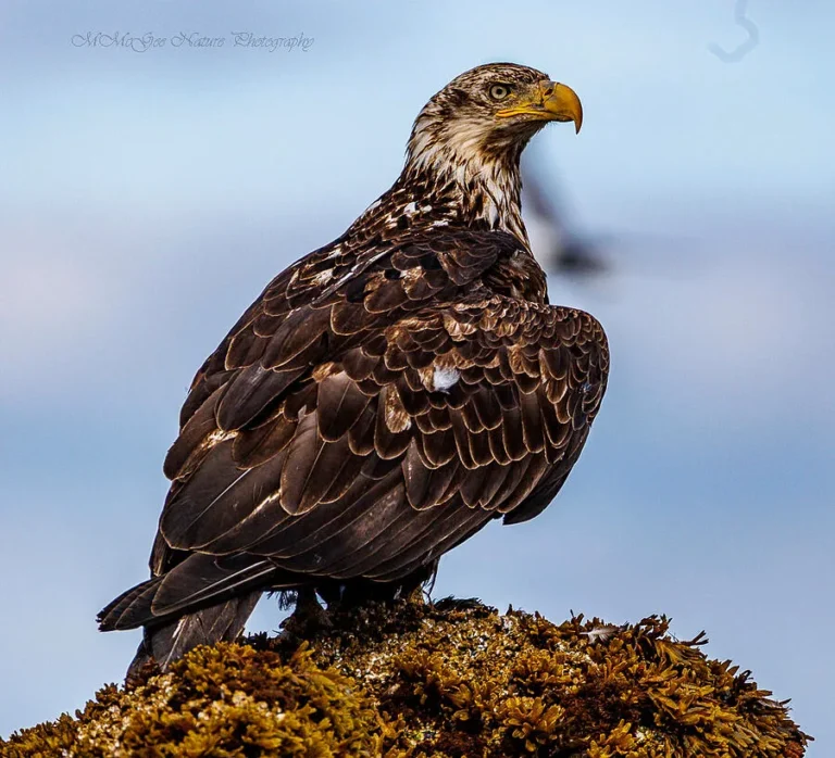 which eagle is the largest