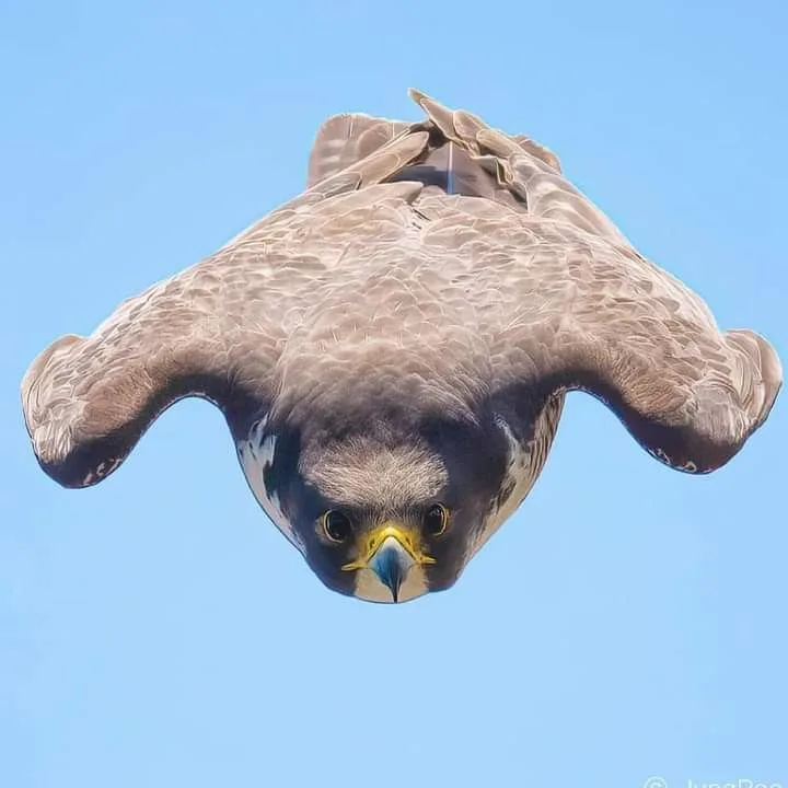 which falcon is the fastest
