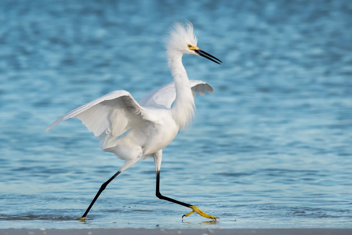 white plumage