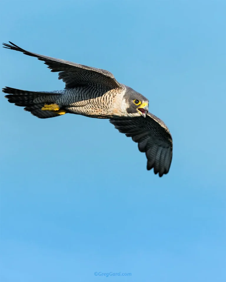 why are falcons so fast